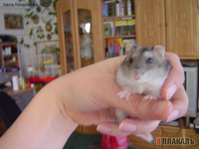 Хомячок)))