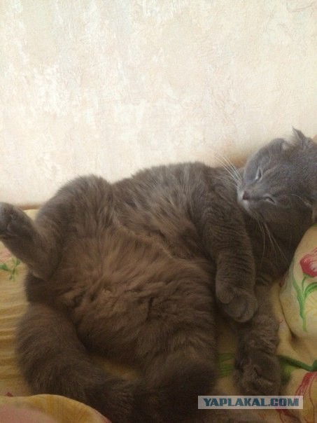 Котовторник  01.03.2016