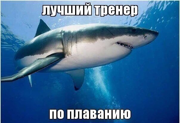 Божьи твари