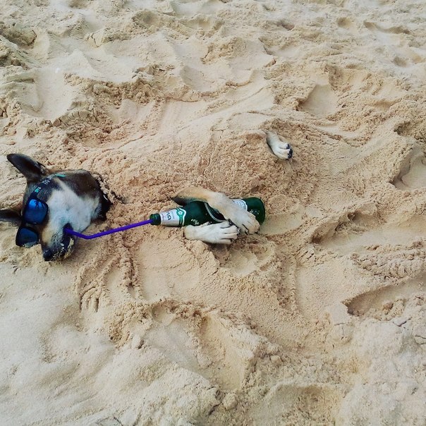 Ужасы и приколы из соцсетей 18+