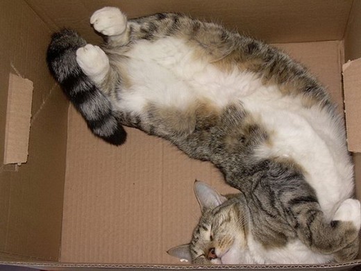 Коты из сети