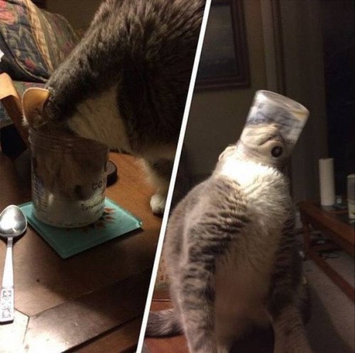Коты из сети