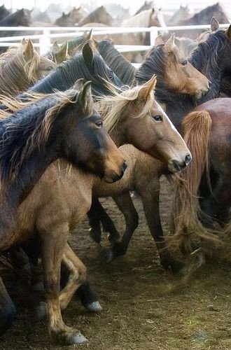 Самые смешные животные