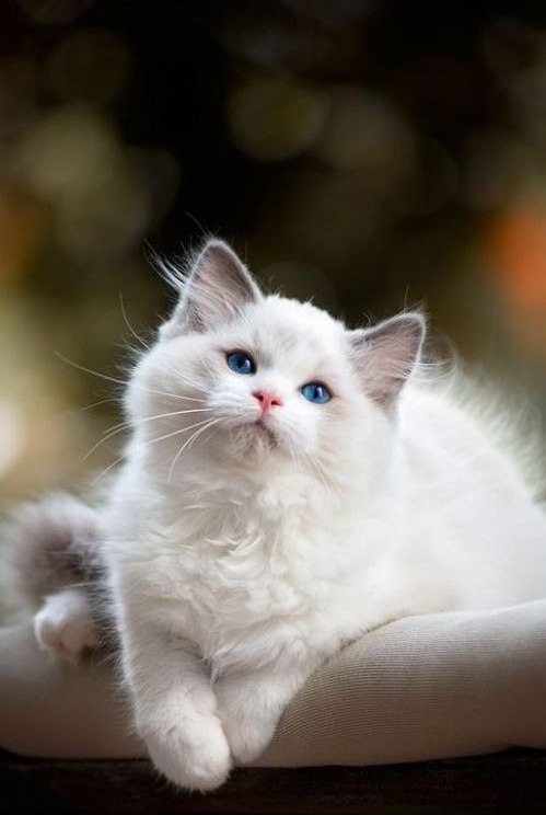 Коты и Кошки