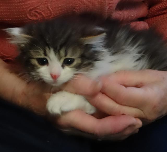 Коты и Кошки