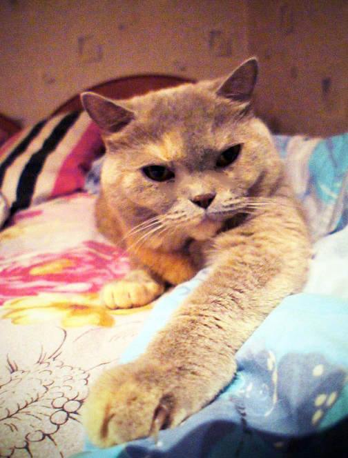 Котовторник 9.01.2018