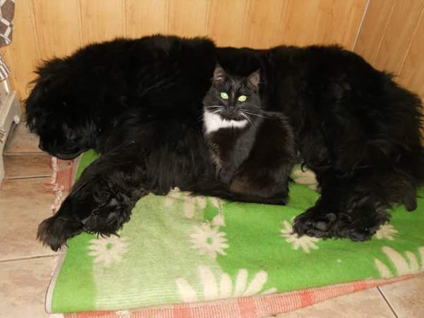 Ньюфаундленд - идеальная собака для семьи