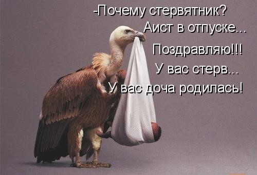 Аист с раскаченным торсом - теперь я видел всё!))