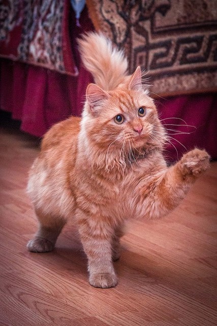 Немного милоты