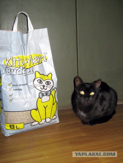 Котовторник  на  ЯПлакалъ