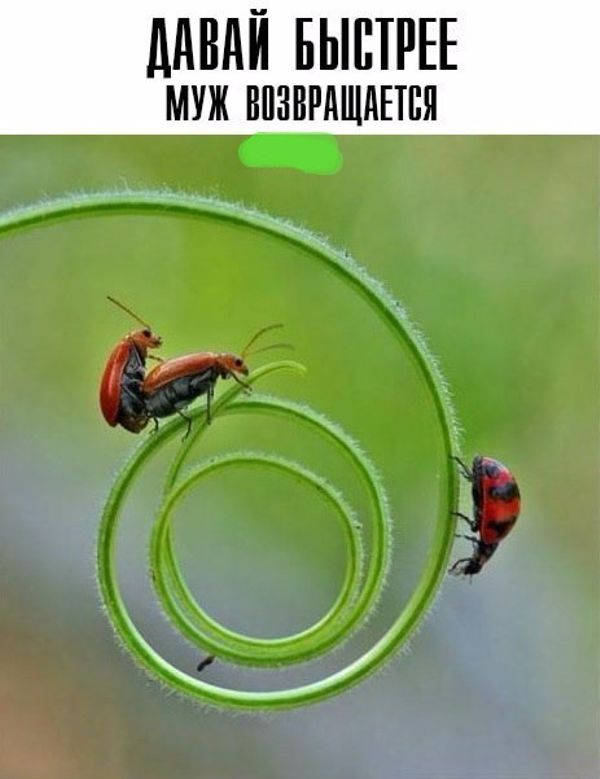 Гуляй, черноголовые