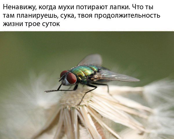 Живность из сети