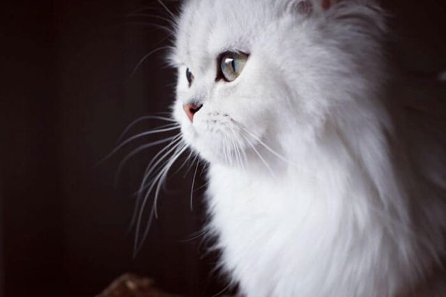 Прикольных котов пост