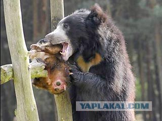 Сколько медведя не корми... (3 фото)