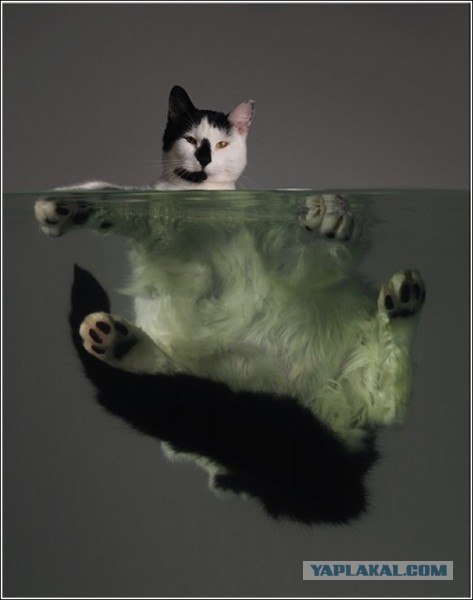 Профессиональный котовторник