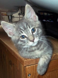 Котовторник! 08.11.11