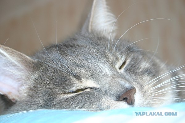 Котовторник 22.11.11