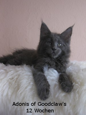 Котовторник 27.12.11