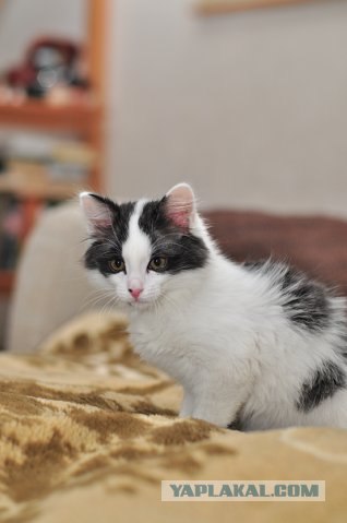 Котовторник 22.05.2012