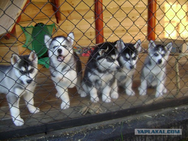 Голубоглазое чудо