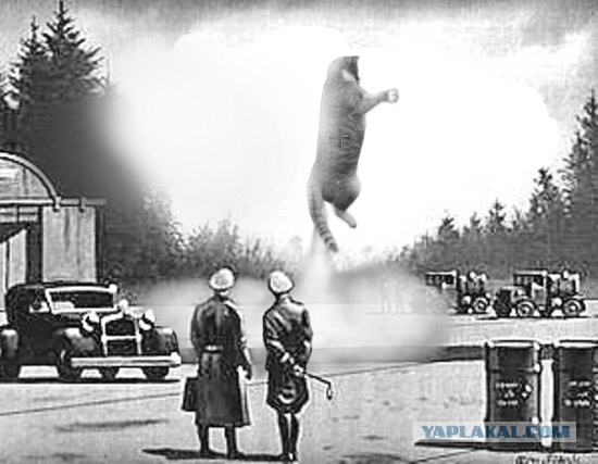 Кот - космонавт