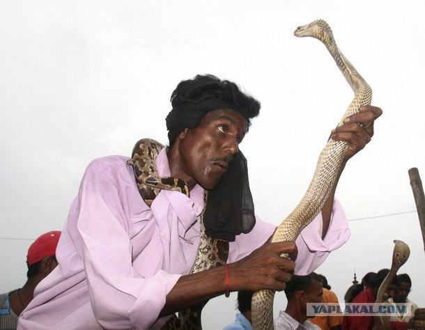 Заклинатели змей