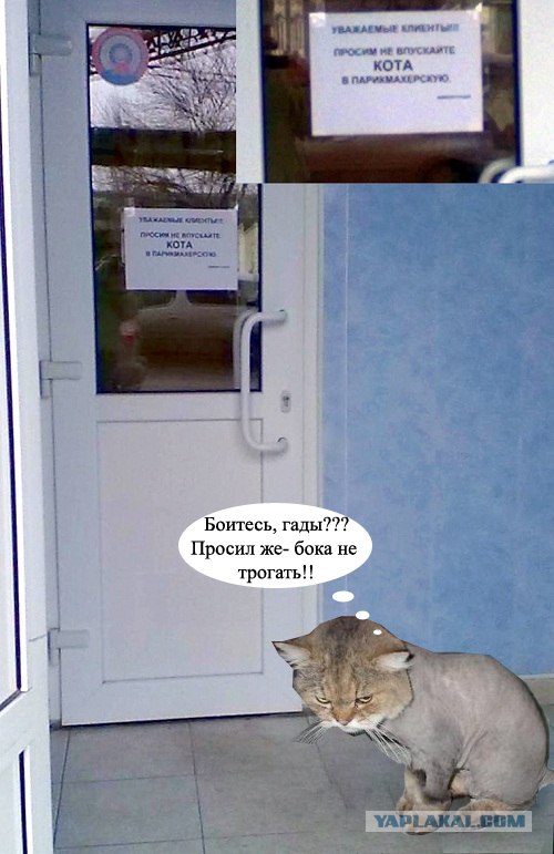 Не впускайте кота в парикхмахерскую)))