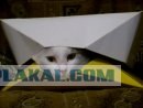 Кот в сумке