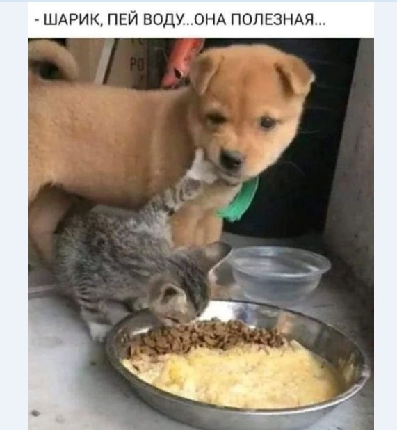 Картинки и мемы для настроения 012