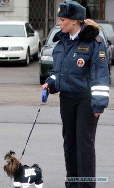 Это уже ни в какие ворота не лезет!