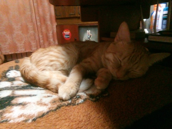 Господа и дамы ЯПа! Котовторник у нас начался! Отойдите от политоты и давайте котиков побольше!