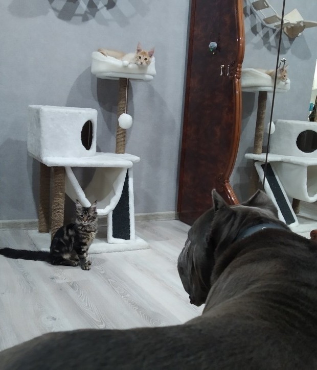 Котоленд. Два сфинкса и шотландская красотка в поисках дома!