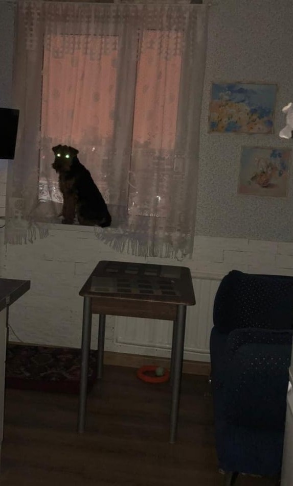 Пополнение у меня. Собакочетверг
