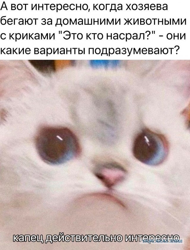 Юмор в картинках и без 27.11.2022
