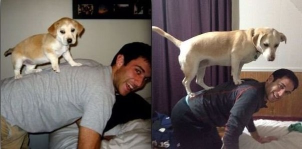 Животные добрые, они помогают друг другу