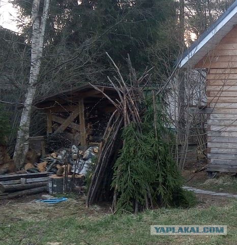 Вот так и поджигают диверсанты леса.