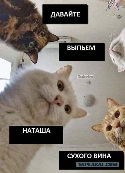 Давайте выпьем, Наташа, сухого вина