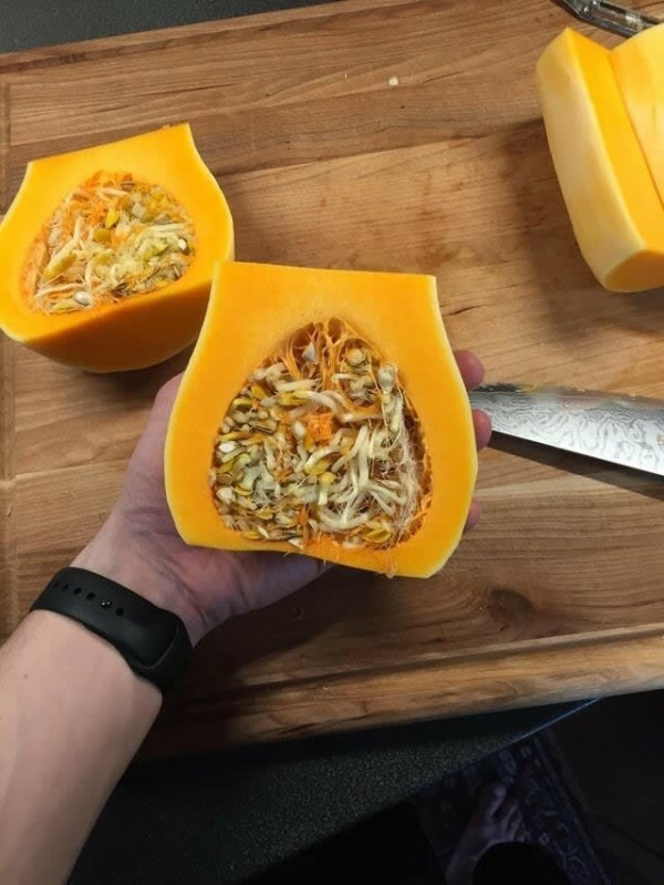 Живородящие растения