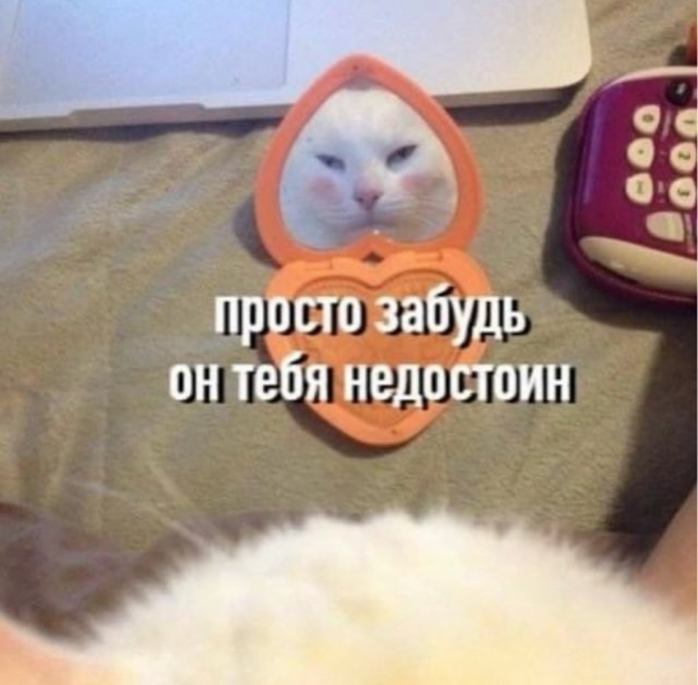 К котовторнику: подборка картинок-баянов с котиками и про котиков. Выпуск 17
