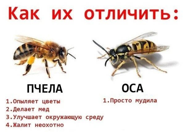 Осы: 5 пугающих видов. От маньяка-мясника до паразита в инжире
