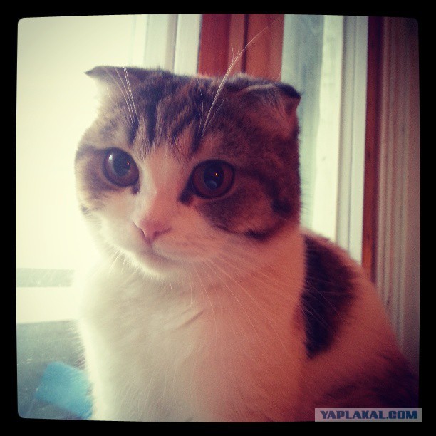 Коты и время