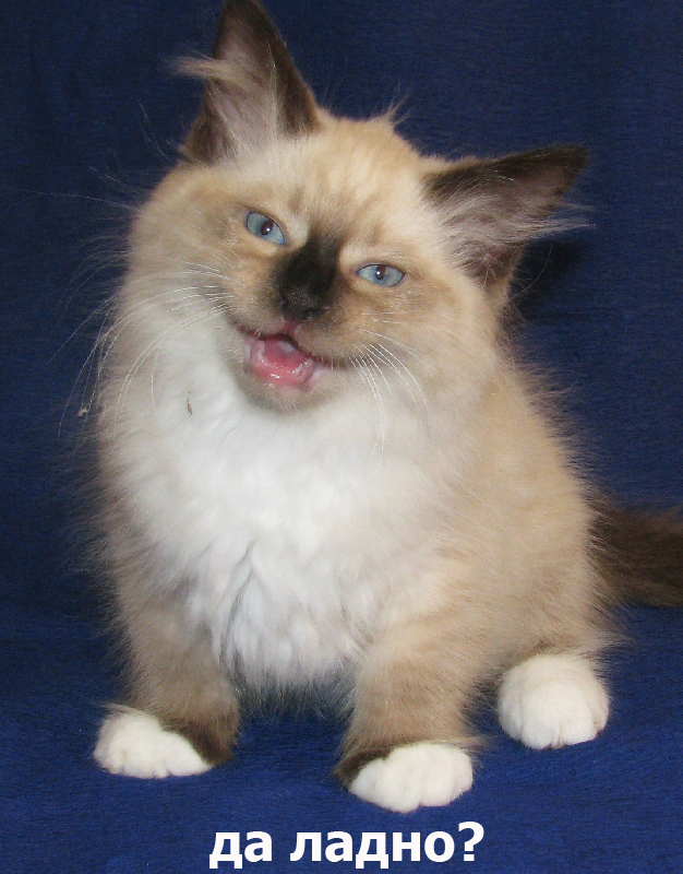 Котоподборка
