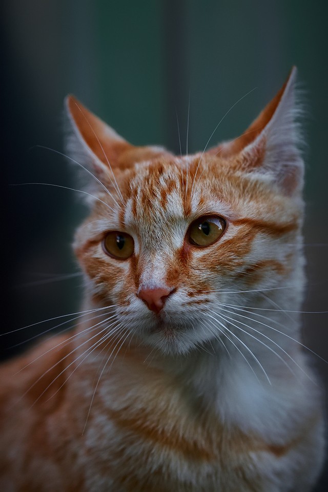 Котовторник  08.07.2014