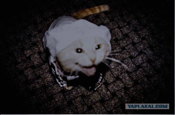 Котовторник 26.08.14.