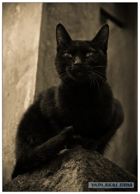 Котовторник 04.11.2014