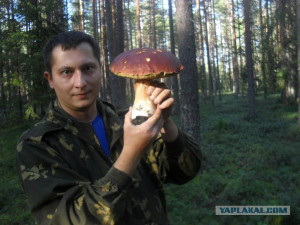 Вспомним лето! Вылазка за грибами.