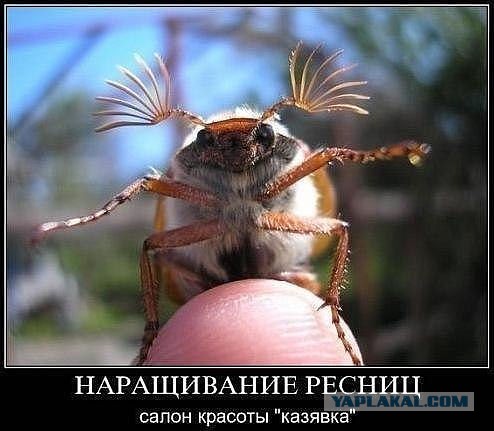 Весёлое из сети