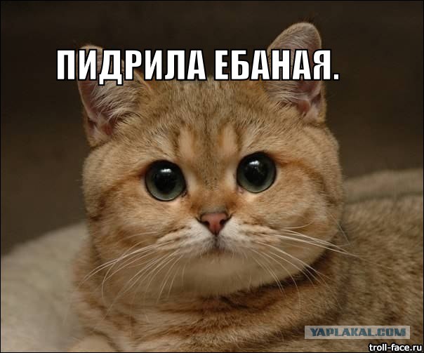 Картинки из сети