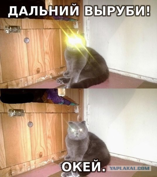 Известные котомемы.