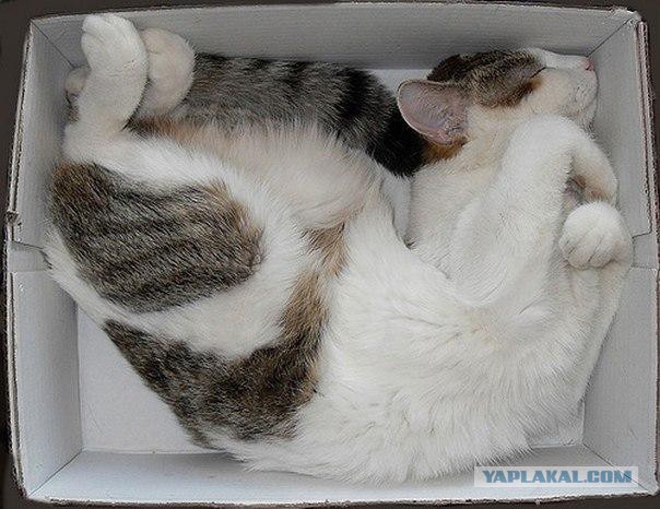 Котовторник